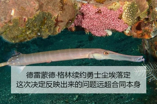 德雷蒙德·格林续约勇士尘埃落定 这次决定反映出来的问题远超合同本身 | leyu